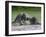 Porcupine Mother and Baby, in Captivity, Sandstone, Minnesota, USA-James Hager-Framed Photographic Print