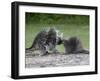 Porcupine Mother and Baby, in Captivity, Sandstone, Minnesota, USA-James Hager-Framed Photographic Print