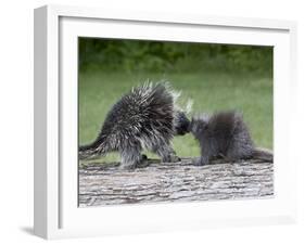 Porcupine Mother and Baby, in Captivity, Sandstone, Minnesota, USA-James Hager-Framed Photographic Print