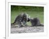 Porcupine Mother and Baby, in Captivity, Sandstone, Minnesota, USA-James Hager-Framed Photographic Print