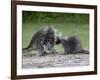 Porcupine Mother and Baby, in Captivity, Sandstone, Minnesota, USA-James Hager-Framed Photographic Print