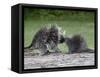Porcupine Mother and Baby, in Captivity, Sandstone, Minnesota, USA-James Hager-Framed Stretched Canvas