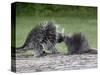 Porcupine Mother and Baby, in Captivity, Sandstone, Minnesota, USA-James Hager-Stretched Canvas