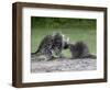 Porcupine Mother and Baby, in Captivity, Sandstone, Minnesota, USA-James Hager-Framed Photographic Print