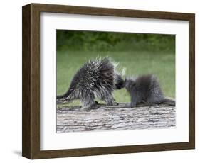 Porcupine Mother and Baby, in Captivity, Sandstone, Minnesota, USA-James Hager-Framed Photographic Print