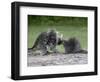 Porcupine Mother and Baby, in Captivity, Sandstone, Minnesota, USA-James Hager-Framed Photographic Print