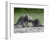 Porcupine Mother and Baby, in Captivity, Sandstone, Minnesota, USA-James Hager-Framed Photographic Print