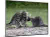 Porcupine Mother and Baby, in Captivity, Sandstone, Minnesota, USA-James Hager-Mounted Photographic Print