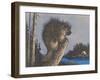 Porcupine on Stump-null-Framed Art Print