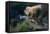 Porcupine Sitting on Confier Branch-W. Perry Conway-Framed Stretched Canvas