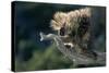Porcupine Sitting on Confier Branch-W. Perry Conway-Stretched Canvas