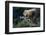 Porcupine Sitting on Confier Branch-W. Perry Conway-Framed Premium Photographic Print