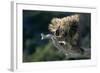 Porcupine Sitting on Confier Branch-W. Perry Conway-Framed Photographic Print