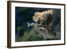 Porcupine Sitting on Confier Branch-W. Perry Conway-Framed Photographic Print