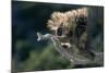 Porcupine Sitting on Confier Branch-W. Perry Conway-Mounted Photographic Print