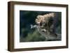 Porcupine Sitting on Confier Branch-W. Perry Conway-Framed Photographic Print