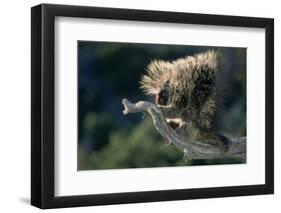 Porcupine Sitting on Confier Branch-W. Perry Conway-Framed Photographic Print