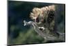 Porcupine Sitting on Confier Branch-W. Perry Conway-Mounted Photographic Print