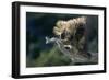 Porcupine Sitting on Confier Branch-W. Perry Conway-Framed Photographic Print