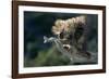 Porcupine Sitting on Confier Branch-W. Perry Conway-Framed Photographic Print