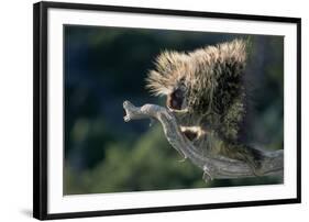 Porcupine Sitting on Confier Branch-W. Perry Conway-Framed Photographic Print