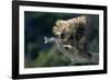 Porcupine Sitting on Confier Branch-W. Perry Conway-Framed Photographic Print