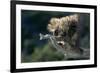 Porcupine Sitting on Confier Branch-W. Perry Conway-Framed Photographic Print