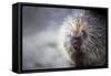 Porcupine-null-Framed Stretched Canvas