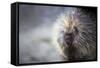 Porcupine-null-Framed Stretched Canvas