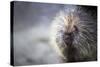 Porcupine-null-Stretched Canvas