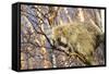 Porcupine-null-Framed Stretched Canvas