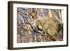 Porcupine-null-Framed Premium Photographic Print