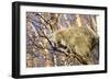 Porcupine-null-Framed Premium Photographic Print