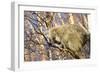 Porcupine-null-Framed Premium Photographic Print