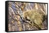 Porcupine-null-Framed Stretched Canvas