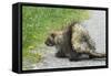 Porcupine-null-Framed Stretched Canvas