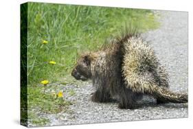 Porcupine-null-Stretched Canvas