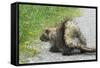 Porcupine-null-Framed Stretched Canvas