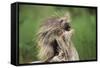 Porcupine-DLILLC-Framed Stretched Canvas