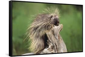 Porcupine-DLILLC-Framed Stretched Canvas