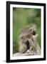 Porcupine-DLILLC-Framed Photographic Print