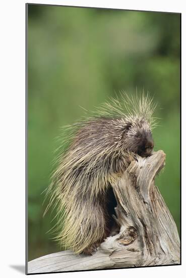 Porcupine-DLILLC-Mounted Photographic Print