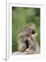 Porcupine-DLILLC-Framed Photographic Print