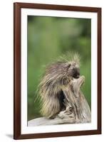 Porcupine-DLILLC-Framed Photographic Print