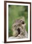 Porcupine-DLILLC-Framed Photographic Print