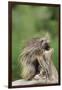 Porcupine-DLILLC-Framed Photographic Print