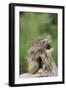 Porcupine-DLILLC-Framed Photographic Print