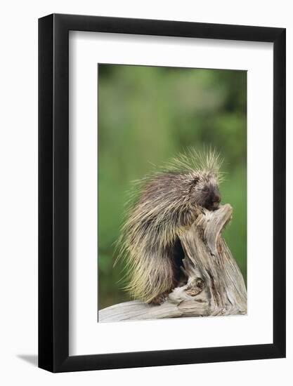 Porcupine-DLILLC-Framed Photographic Print