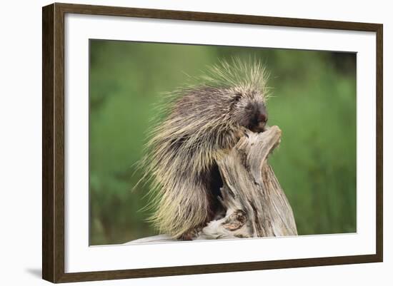 Porcupine-DLILLC-Framed Photographic Print