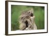 Porcupine-DLILLC-Framed Photographic Print